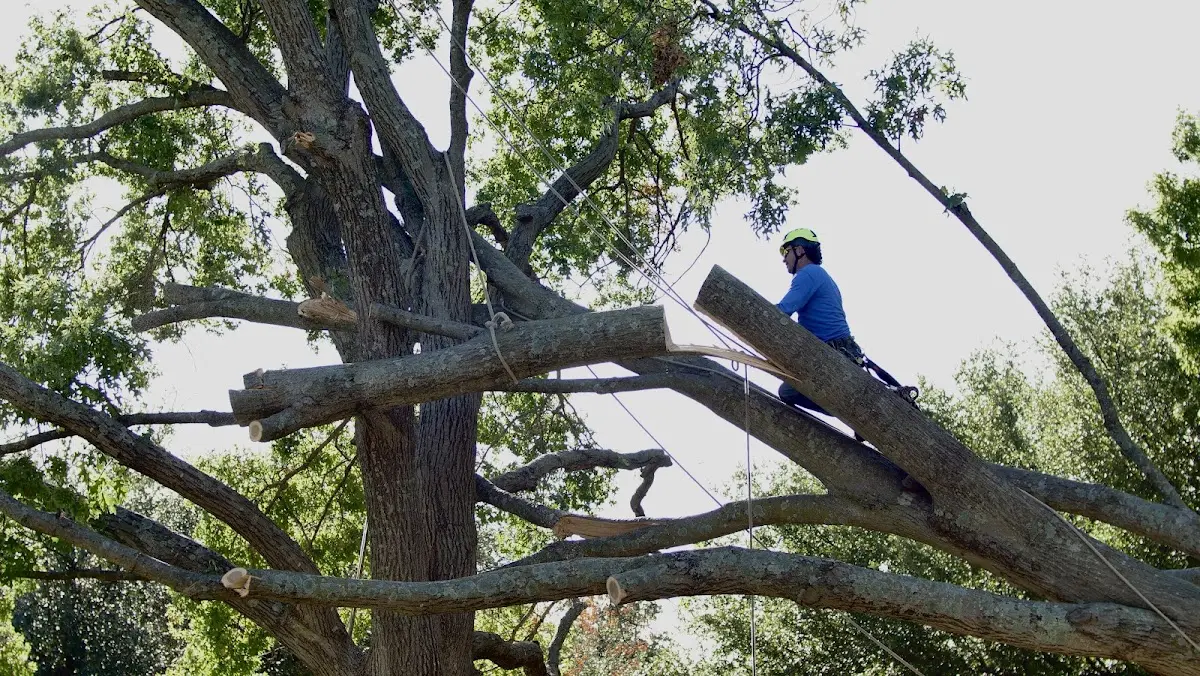 Professional Crown Thinning performed by certified arborists in Tryon
